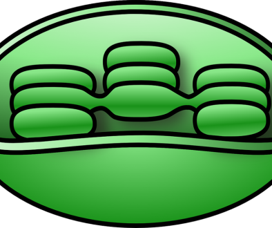 chloroplast 1100 by 722