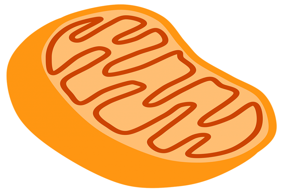 mitochondria 1100 by 722