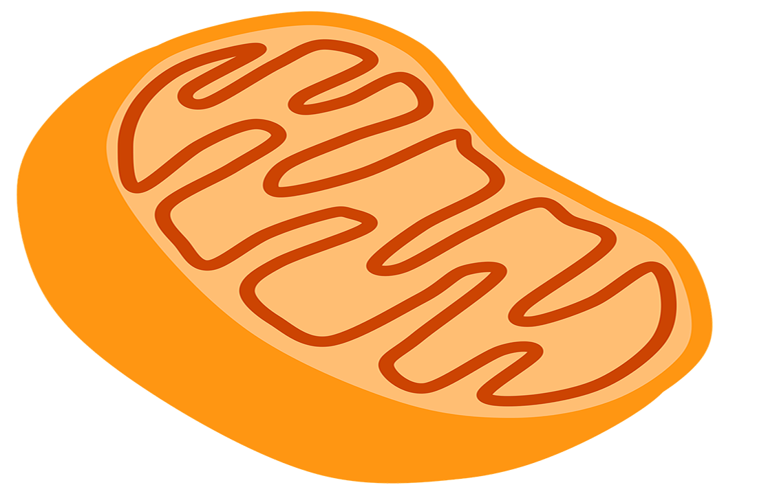 mitochondria 1100 by 722